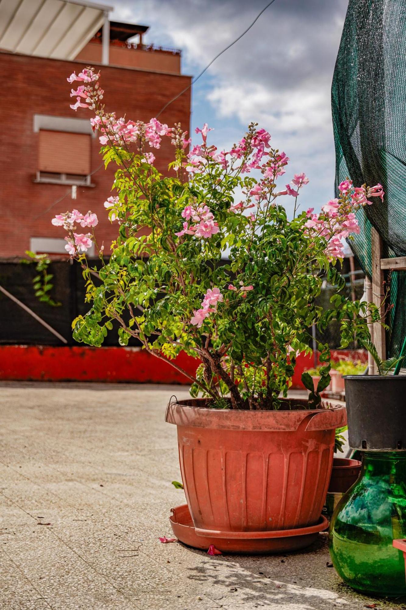 Hotel Bed & Breakfast La Terrazza Latina Zewnętrze zdjęcie
